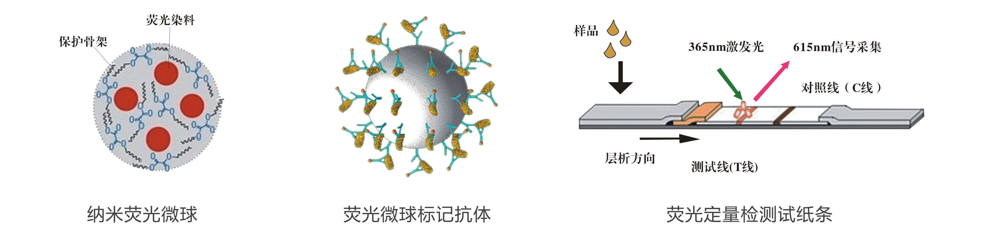 玉米赤霉烯酮熒光定量快速檢測試紙條原理