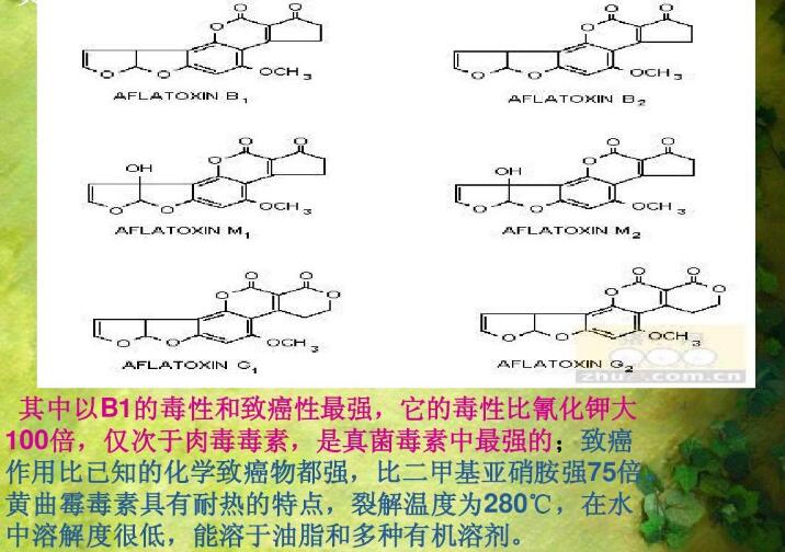  四、黃曲霉毒素的性質(zhì)