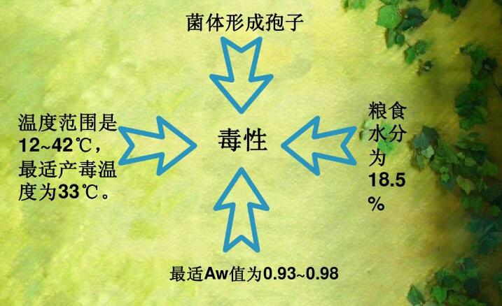  四、黃曲霉毒素的性質(zhì)
